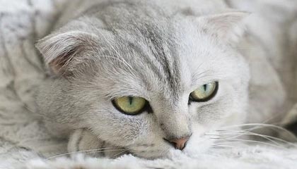 阿尔卡拉斯0-2不敌梅德韦杰夫16连胜终结！