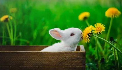 CBA-五人得分上双 北京北汽击败广东东阳光